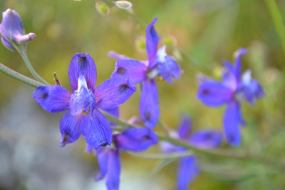 Parry Larkspur