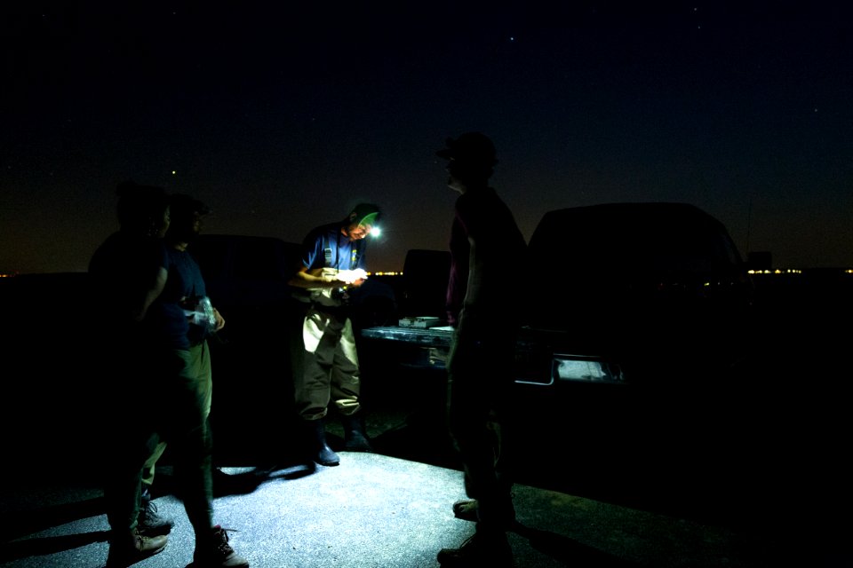 Bethany Beach Firefly Survey - 2019