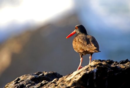 Point Arena-Stornetta unit of the California Coastal National Monument
