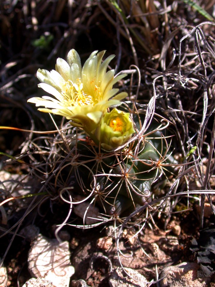 Tobusch fishhook cactus