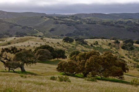 More Trees at Fort Ord photo
