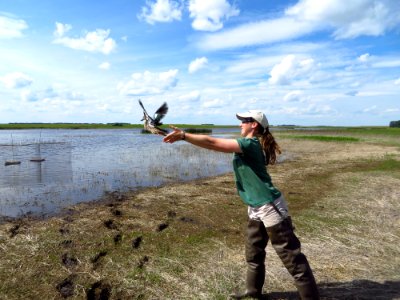 Banded Blue-winged Teal