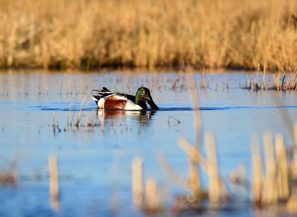 Northern shoveler on Seedskadee National Wildlife Refuge