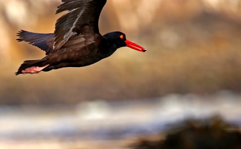 Black Oystercatcher at Pebble Beach photo