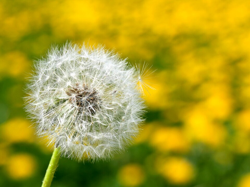 Flower spring pointed flower