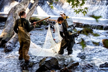 Chesapeake logperch surveying