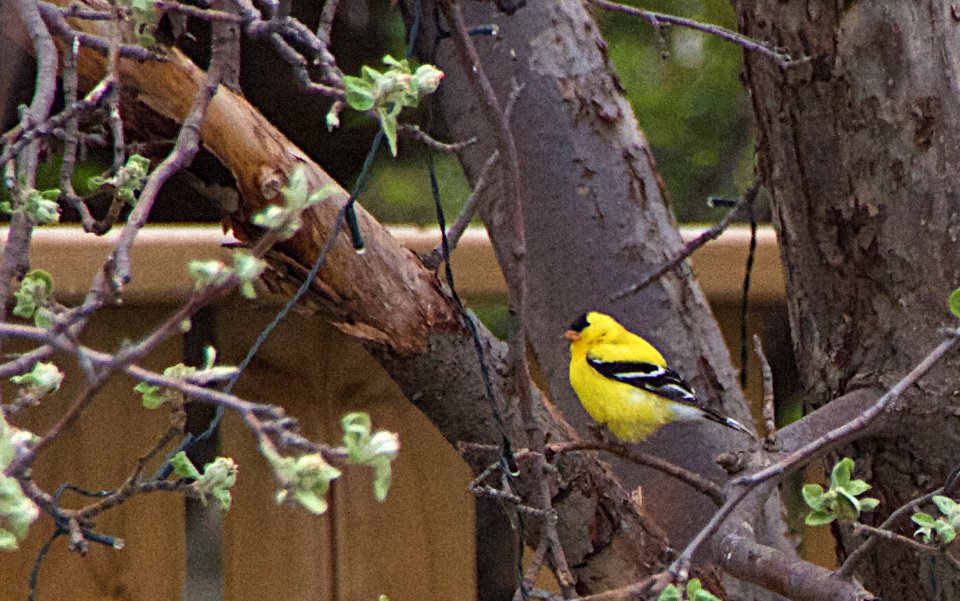 Mr Finch