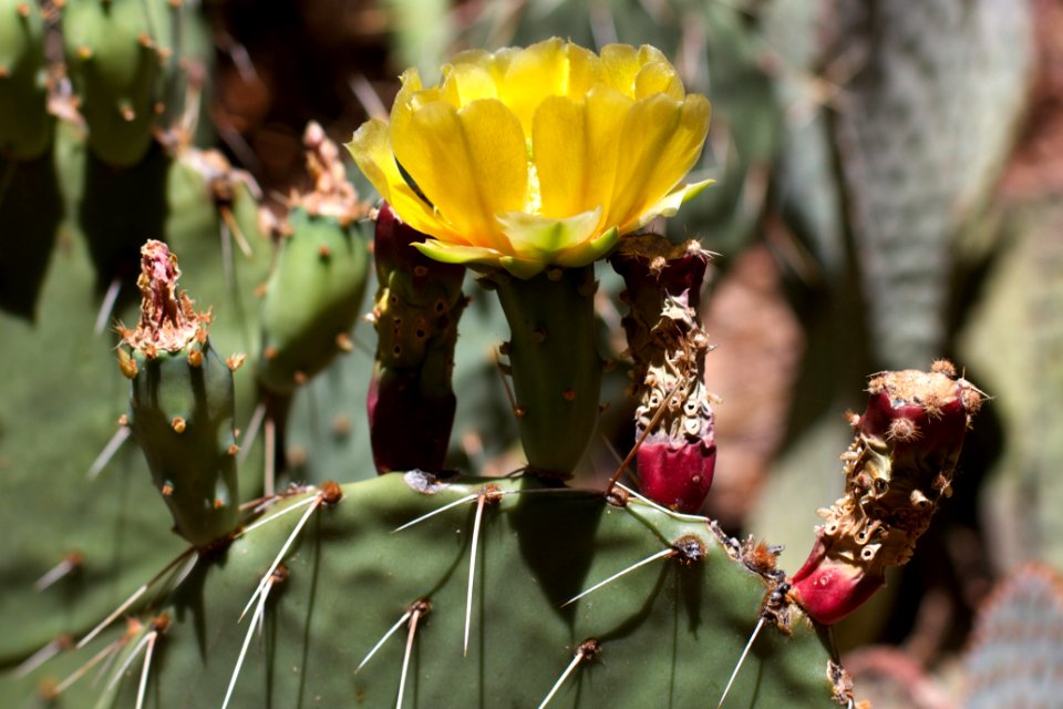 Cactus Life Stages