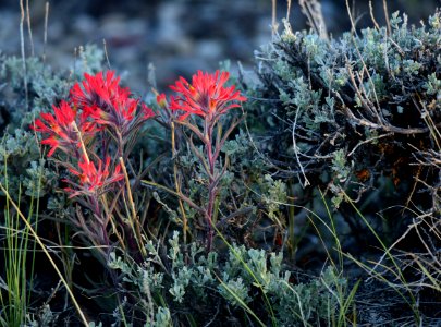 Wyoming big sagebrush and Indian paintbrush at Seedskadee National Wildlife Refuge