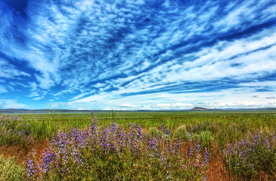 BLM Applegate Field Office Wildflower Bloom