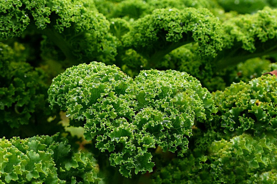 Kale autumn and winter vegetables garden