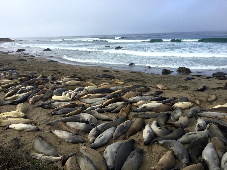 Piedras Blancas Elephant Seal Rookery