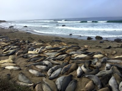 Piedras Blancas Elephant Seal Rookery
