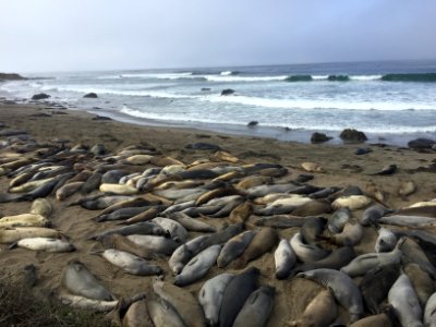 Piedras Blancas Elephant Seal Rookery photo