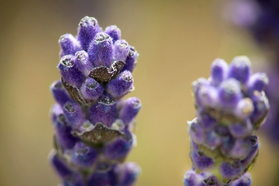 Blossom bloom violet