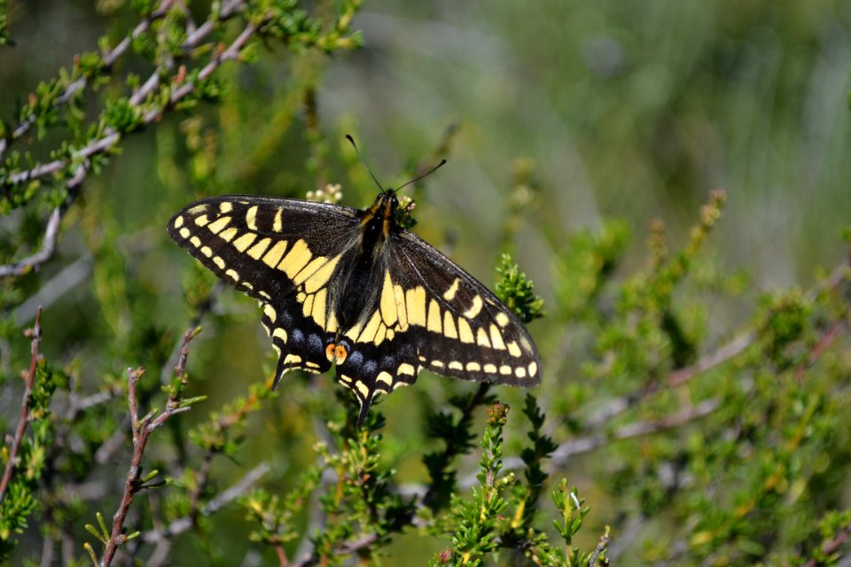 Anise Swallowtail on Buckwheat