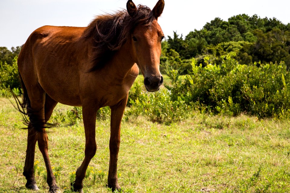Chincoteague National Wildlife Refuge