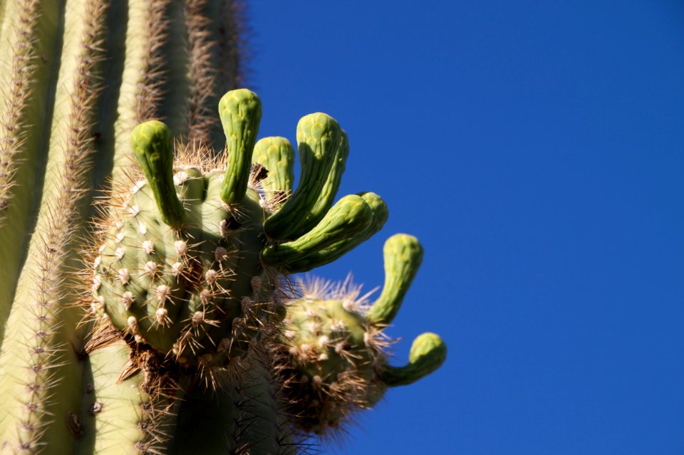 Look Like Alien Heads..