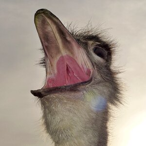 Ostrich flightless bird backlighting