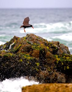 Point Arena-Stornetta unit of the California Coastal National Monument