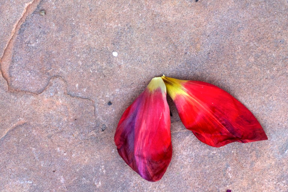 2015/365/101 Fallen Cloak