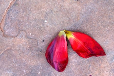 2015/365/101 Fallen Cloak