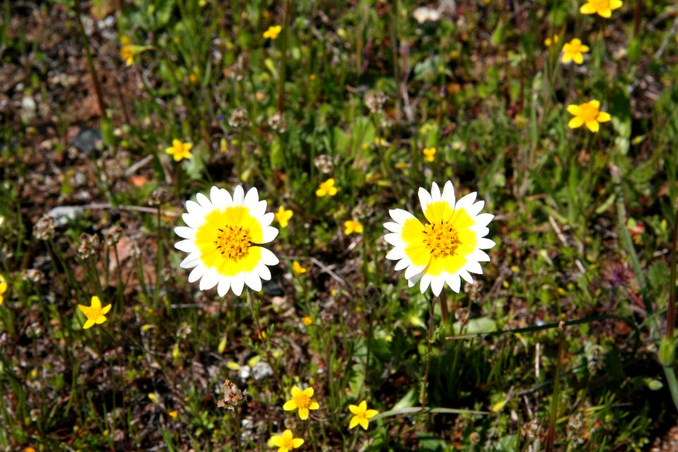 Fritillaria Agrestis habitat in the Red Hills