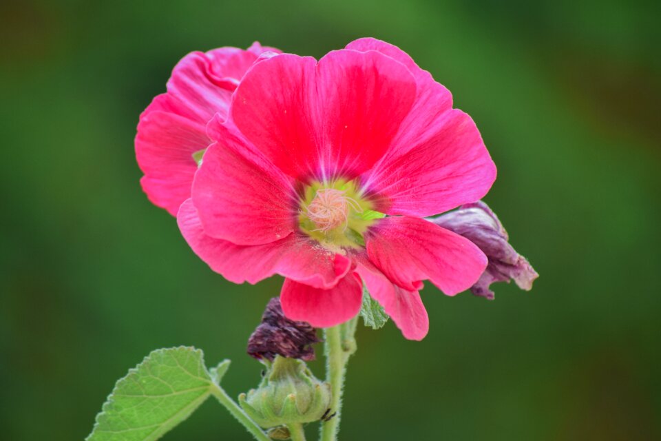 Plant nature bloom