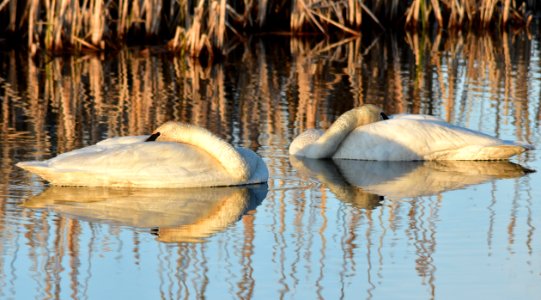 bird trumpeter swan on Seedskadee NWR 1040