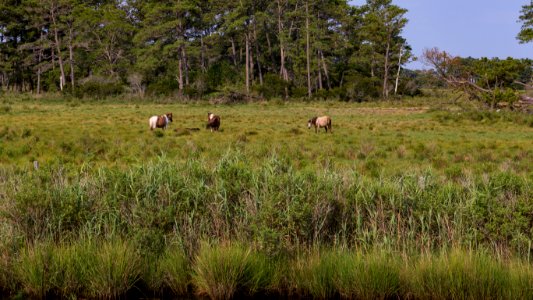 Chincoteague National Wildlife Refuge