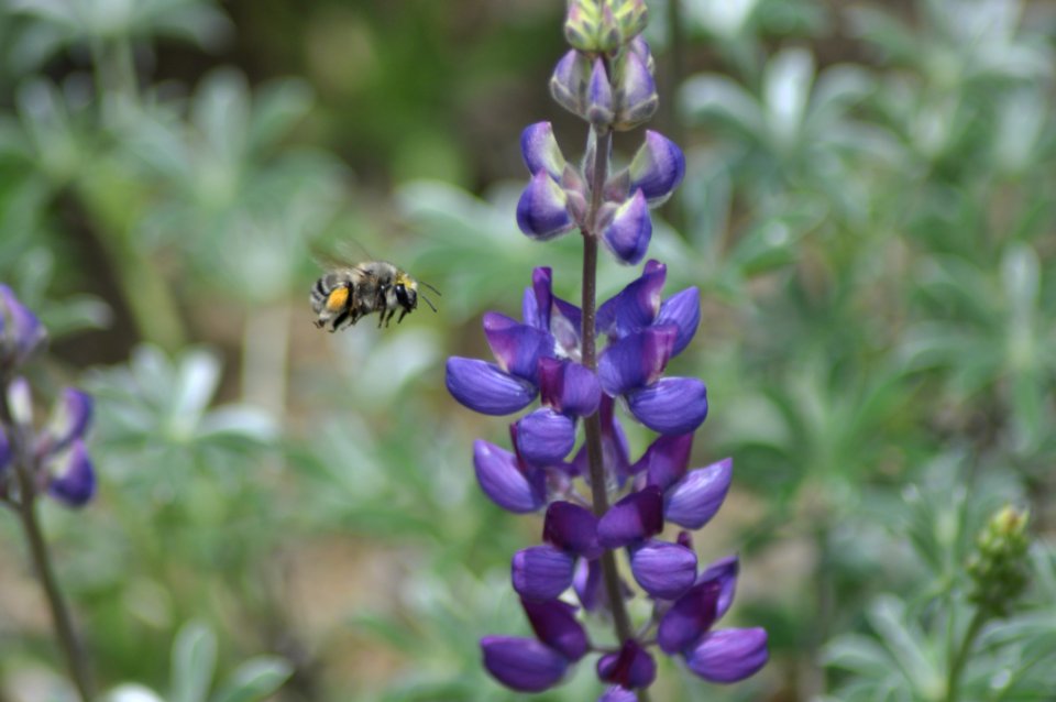 CONTEST WINNER: Butte Creek, Lupine Pollinators