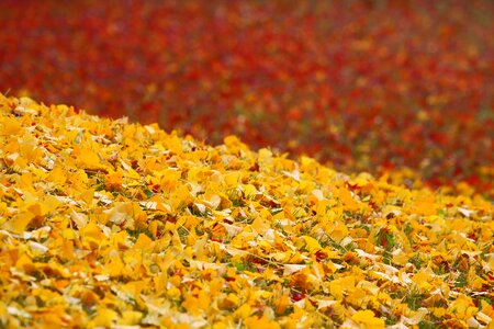 Red huang ginkgo biloba photo