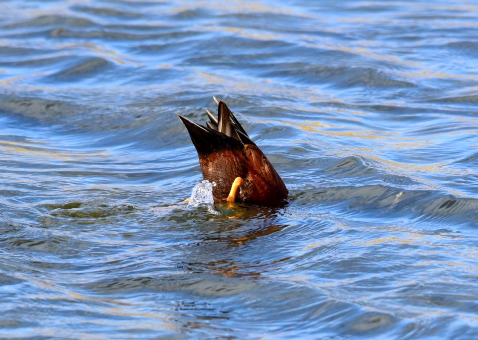 Cinnamon teal at Seedskadee National Wildlife Refuge