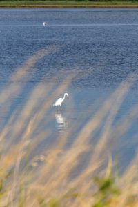 Chincoteague National Wildlife Refuge