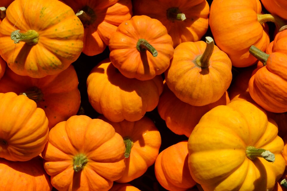 Orange autumn pumpkins