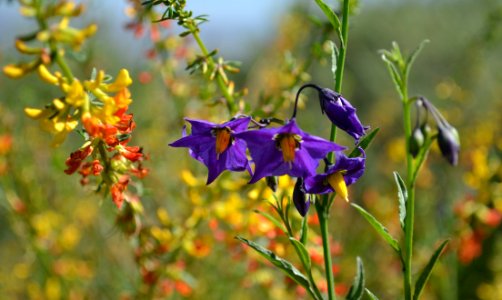 Purple night shade and Deer Weed
