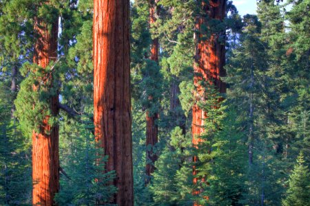 Case Mountain Giant Sequoias photo