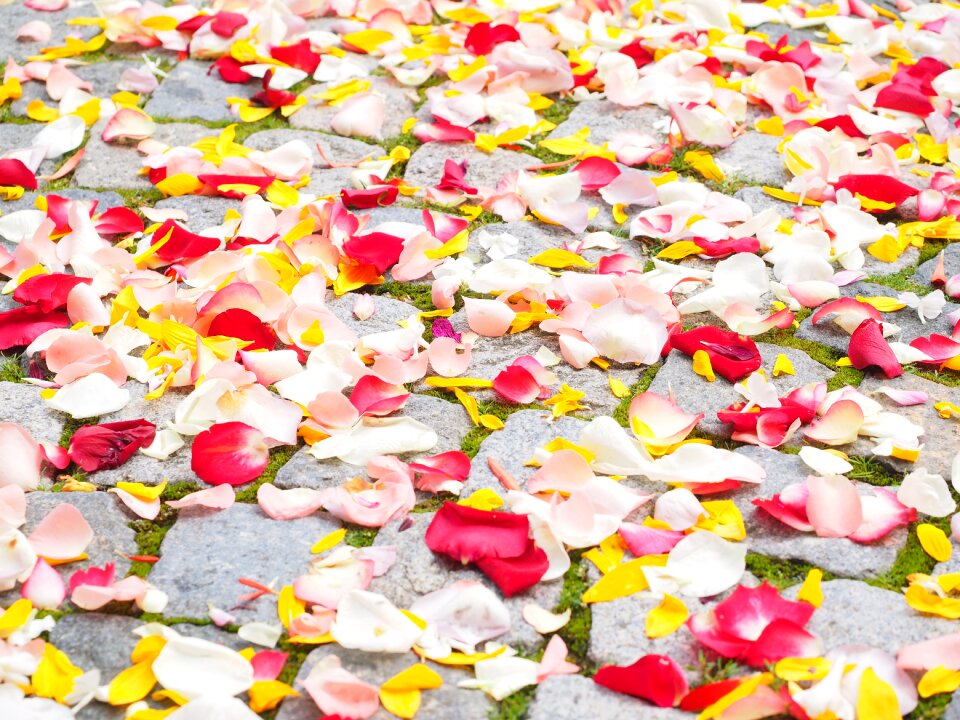 Red love scatter roses