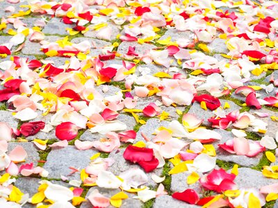 Red love scatter roses photo