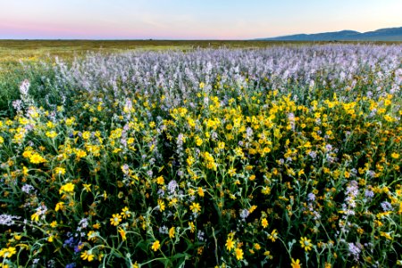 Super Bloom 2017 at Carrizo Plain National Monument