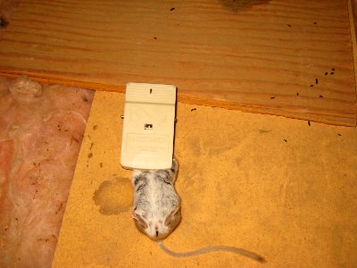 Demise of My Upstairs Neighbor