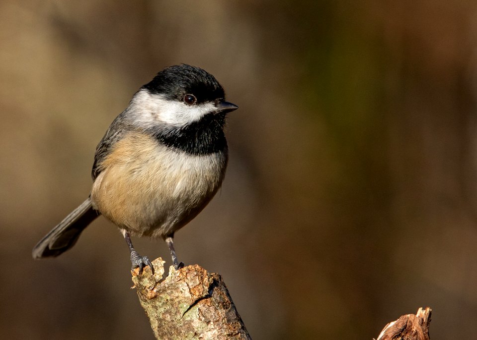 Carolina Chickadee photo