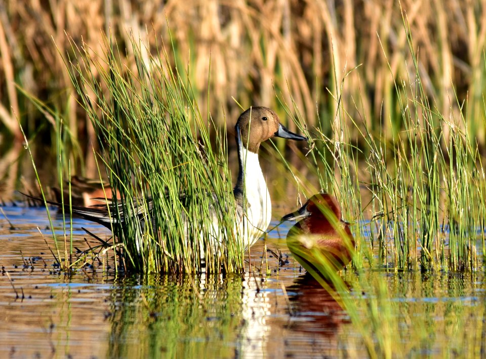 Northern pintail at Seedskadee National Wildlife Refuge