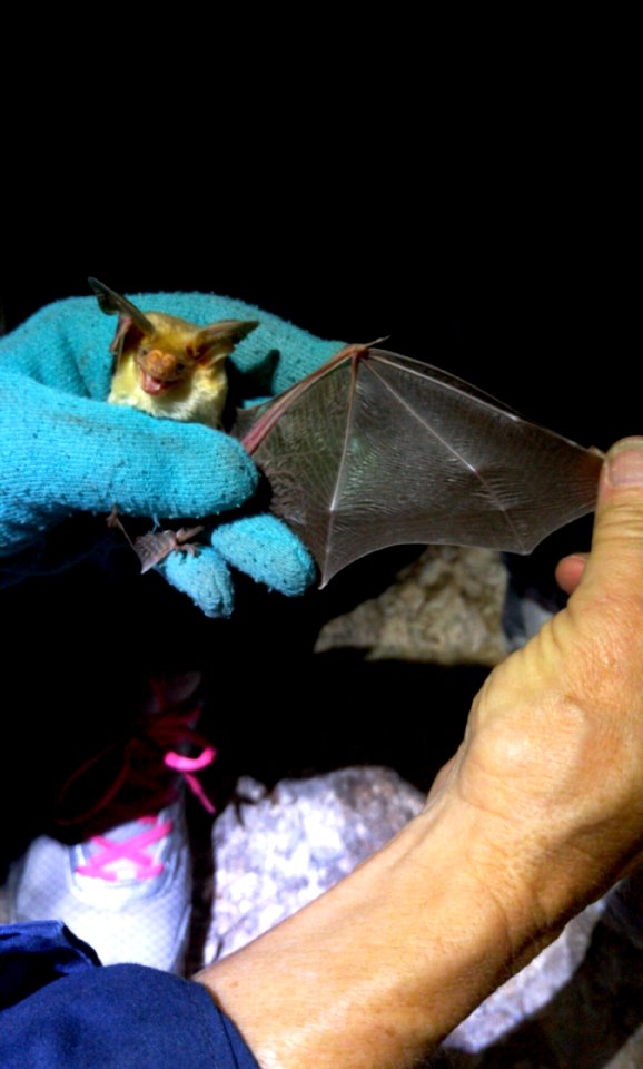 Bat Survey of California Leaf Nose Bat