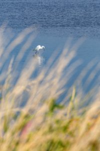 Chincoteague National Wildlife Refuge
