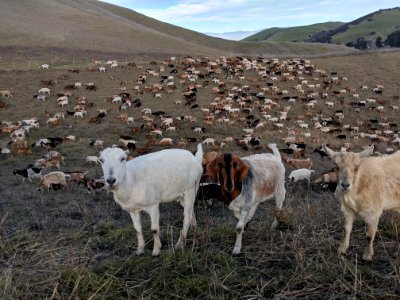 WINNER: Goat mowers at the Fort Ord National Monument in the Central Coast Field Office photo