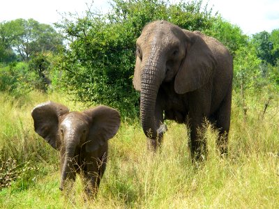 African elephant infant