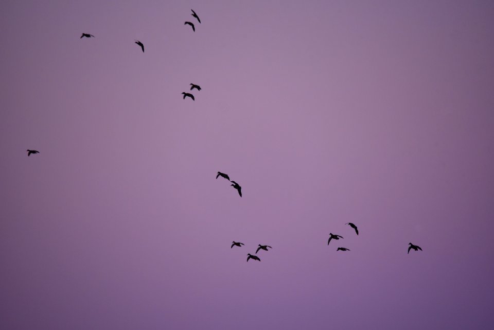 Twilight Mallards