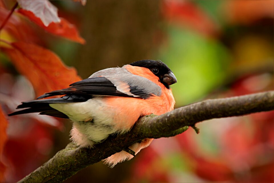 Male pyrrhula sitting