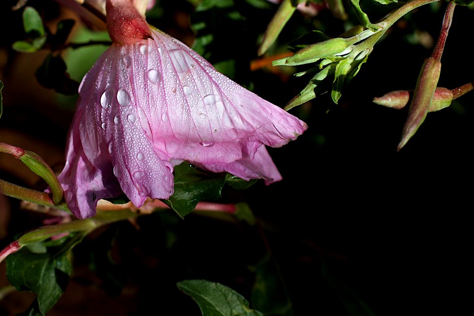 2017/365/130 Morning Tears